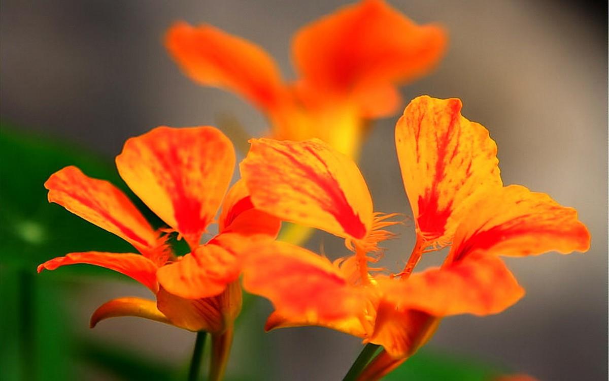 旱金莲花卉图片