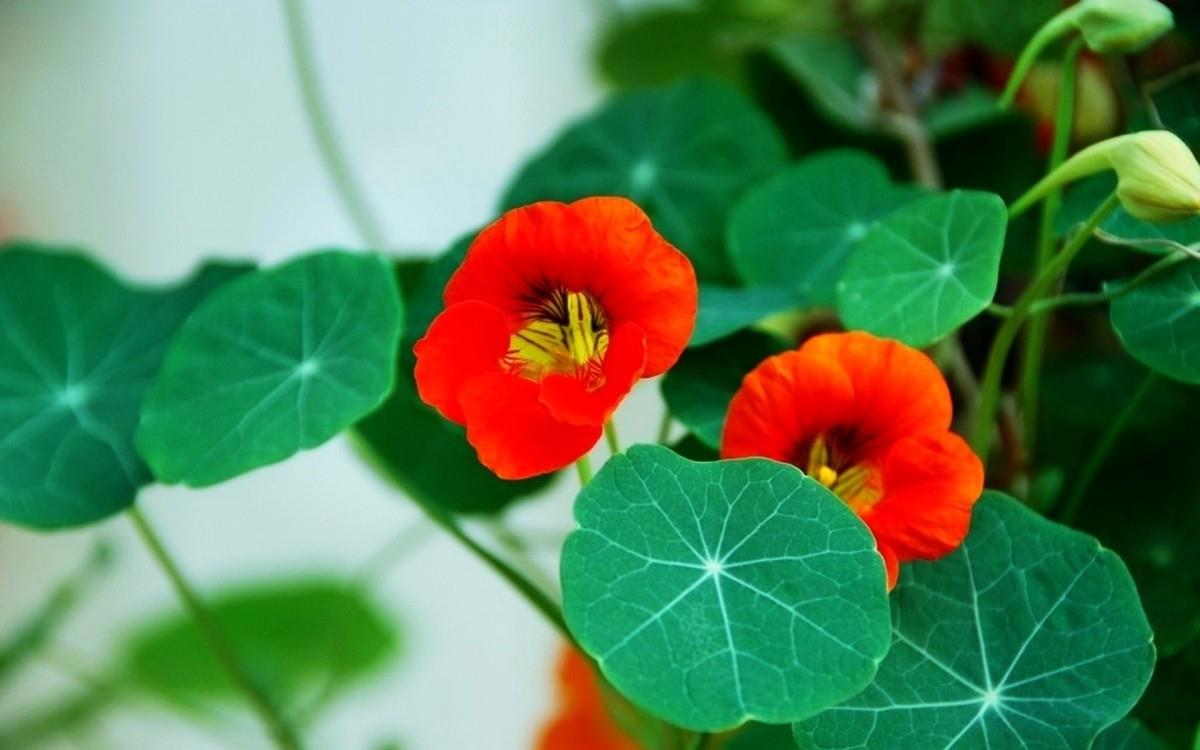 旱金莲花卉图片