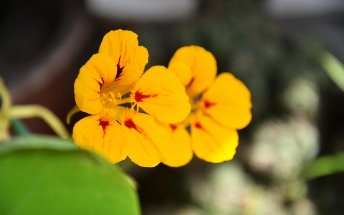 旱金莲花卉图片