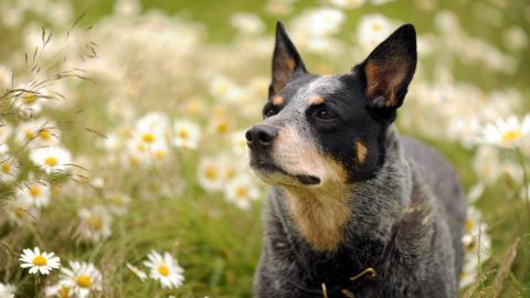 澳洲牧牛犬图片