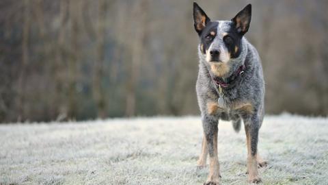 澳洲牧牛犬图片