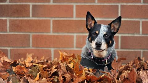 澳洲牧牛犬图片