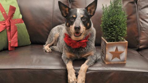 澳洲牧牛犬图片