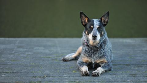 澳洲牧牛犬图片