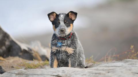 澳洲牧牛犬图片