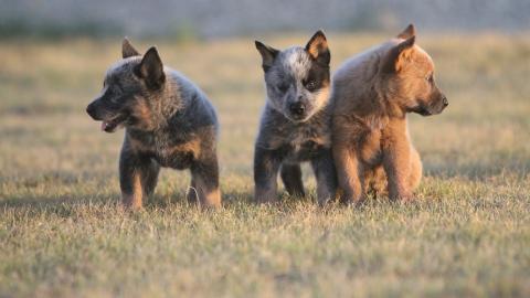 澳洲牧牛犬图片