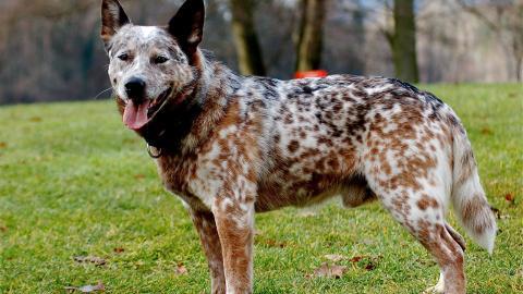 澳洲牧牛犬图片