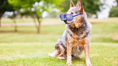 澳洲牧牛犬图片
