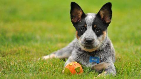 澳洲牧牛犬图片
