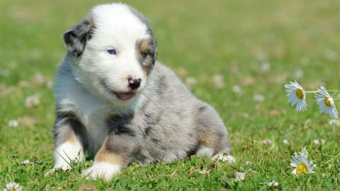 澳洲牧牛犬图片