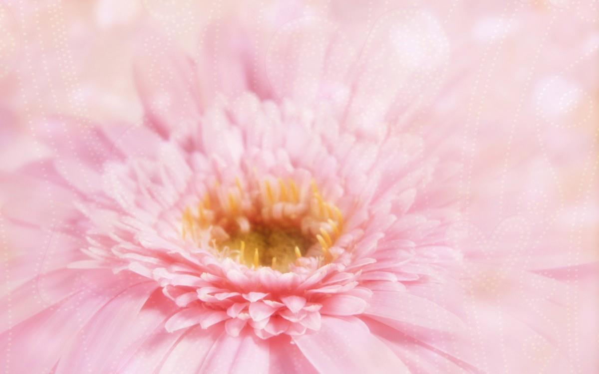 热情火辣的非洲菊图片