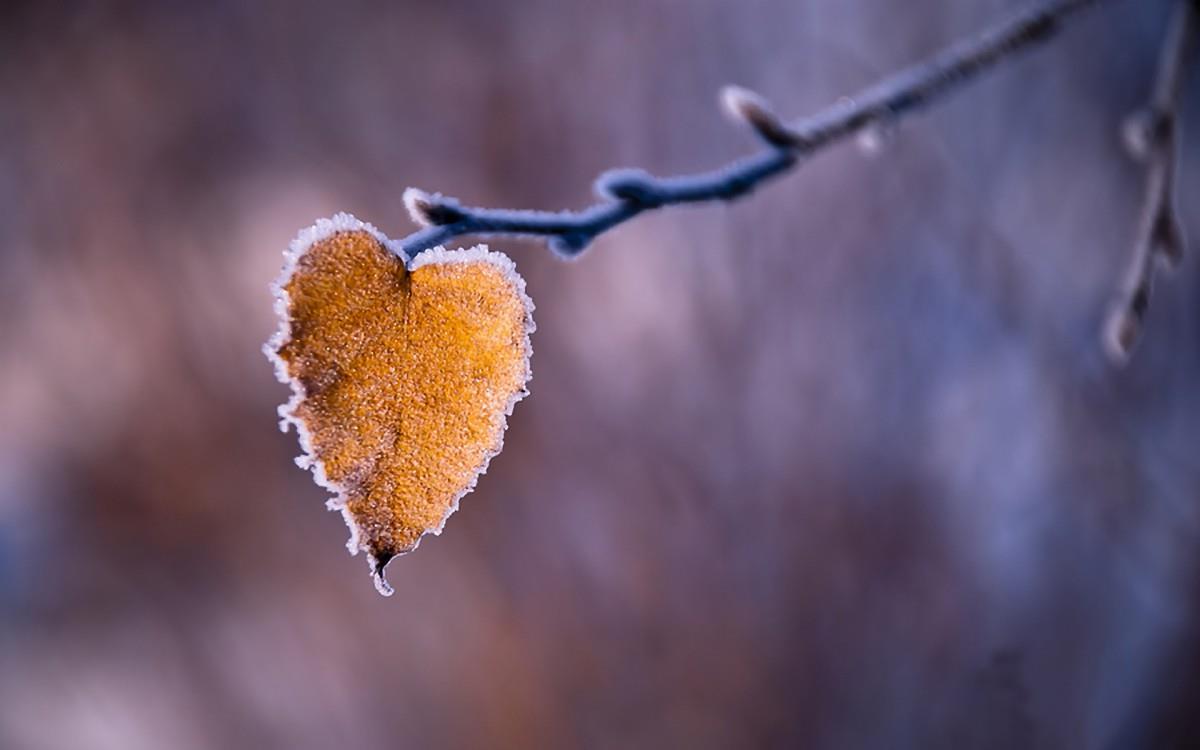 冬季雪的景观图片