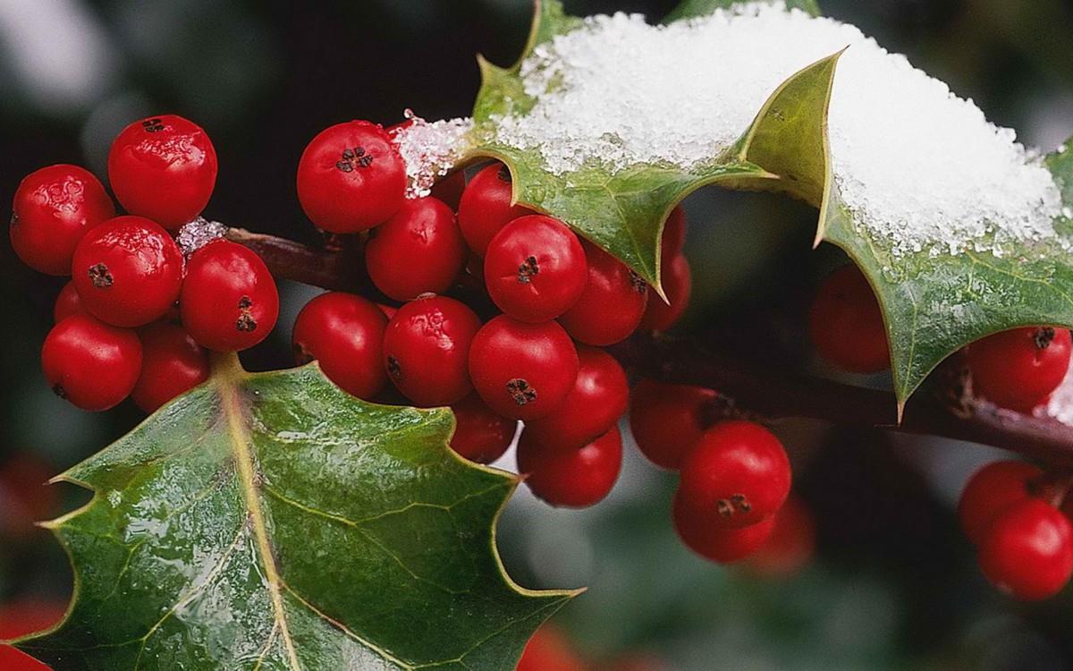 冬季雪的景观图片