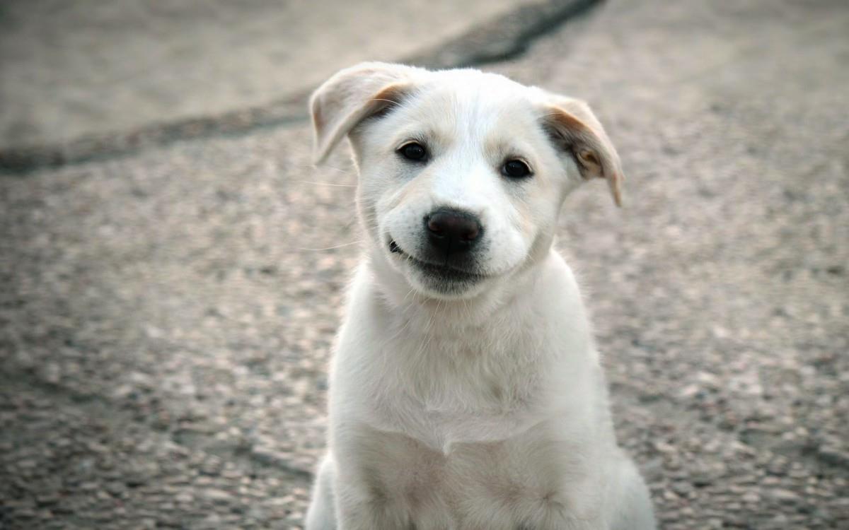 可爱的狗狗微笑图片