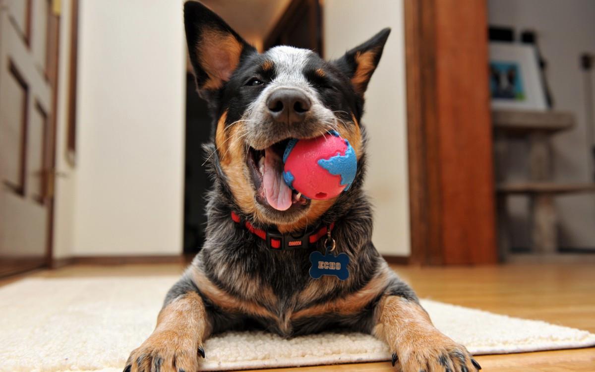 可爱的狗狗微笑图片