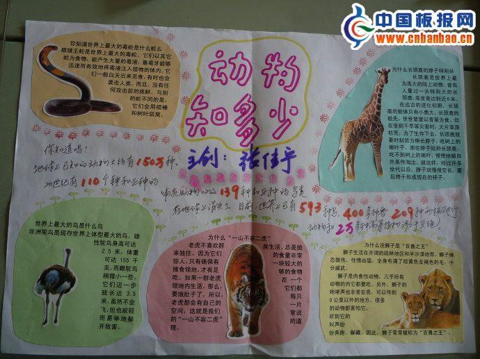 动物知多少手抄报图片 16张生物手抄报