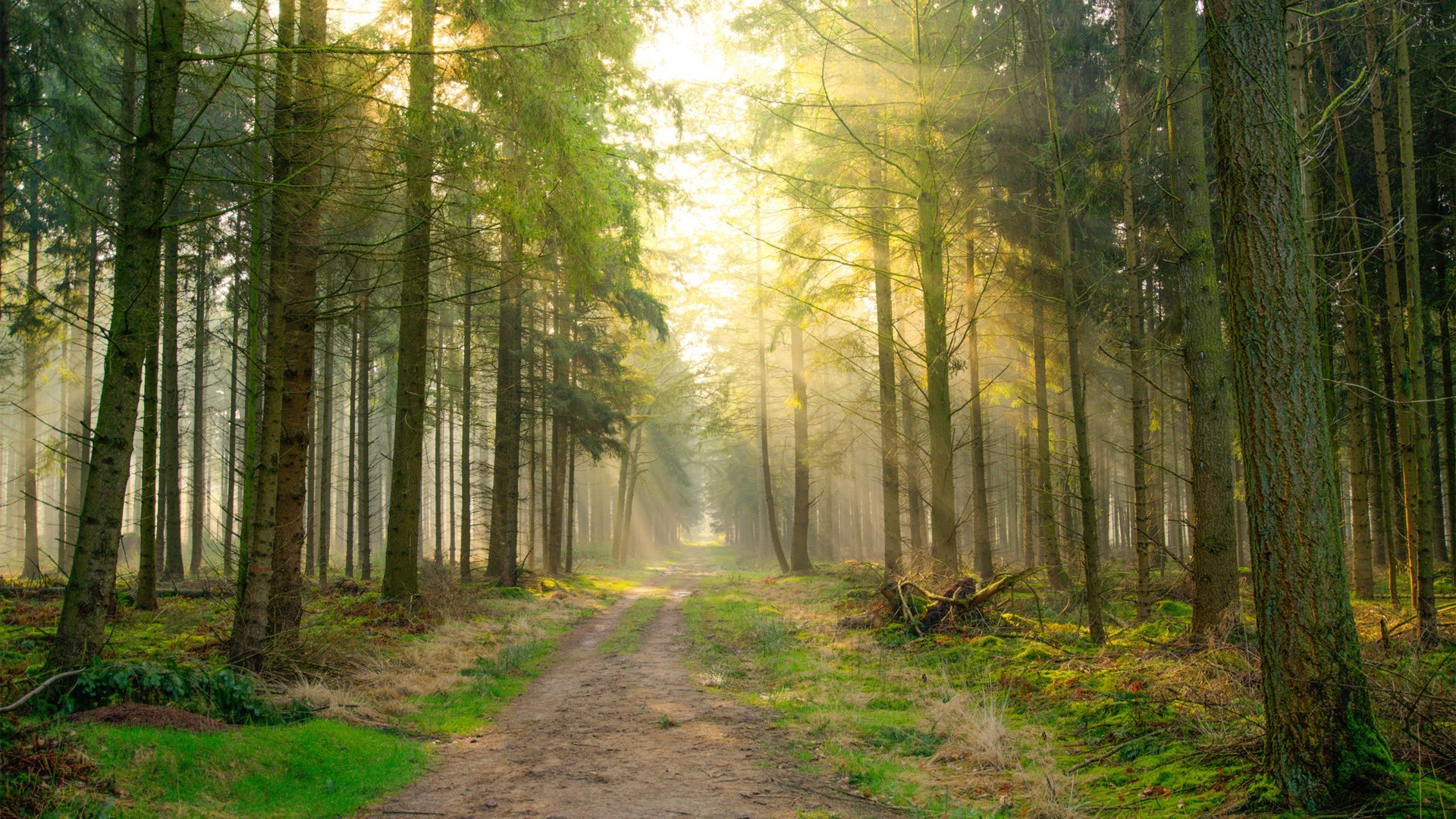 静谧的树林森林公路唯美意境风景桌面壁纸高清大图