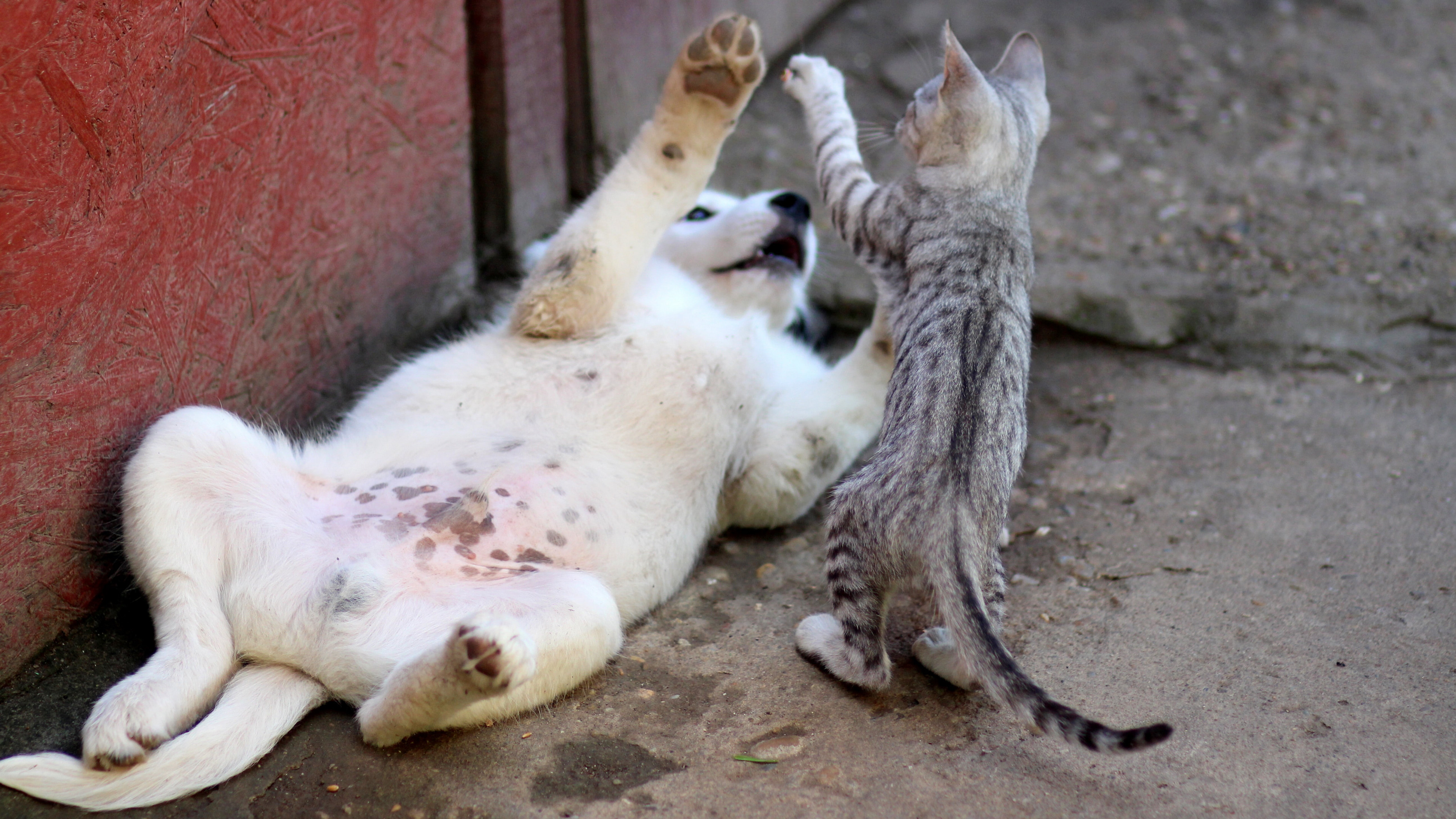 可爱的拉布拉多幼犬高清4k图片合集