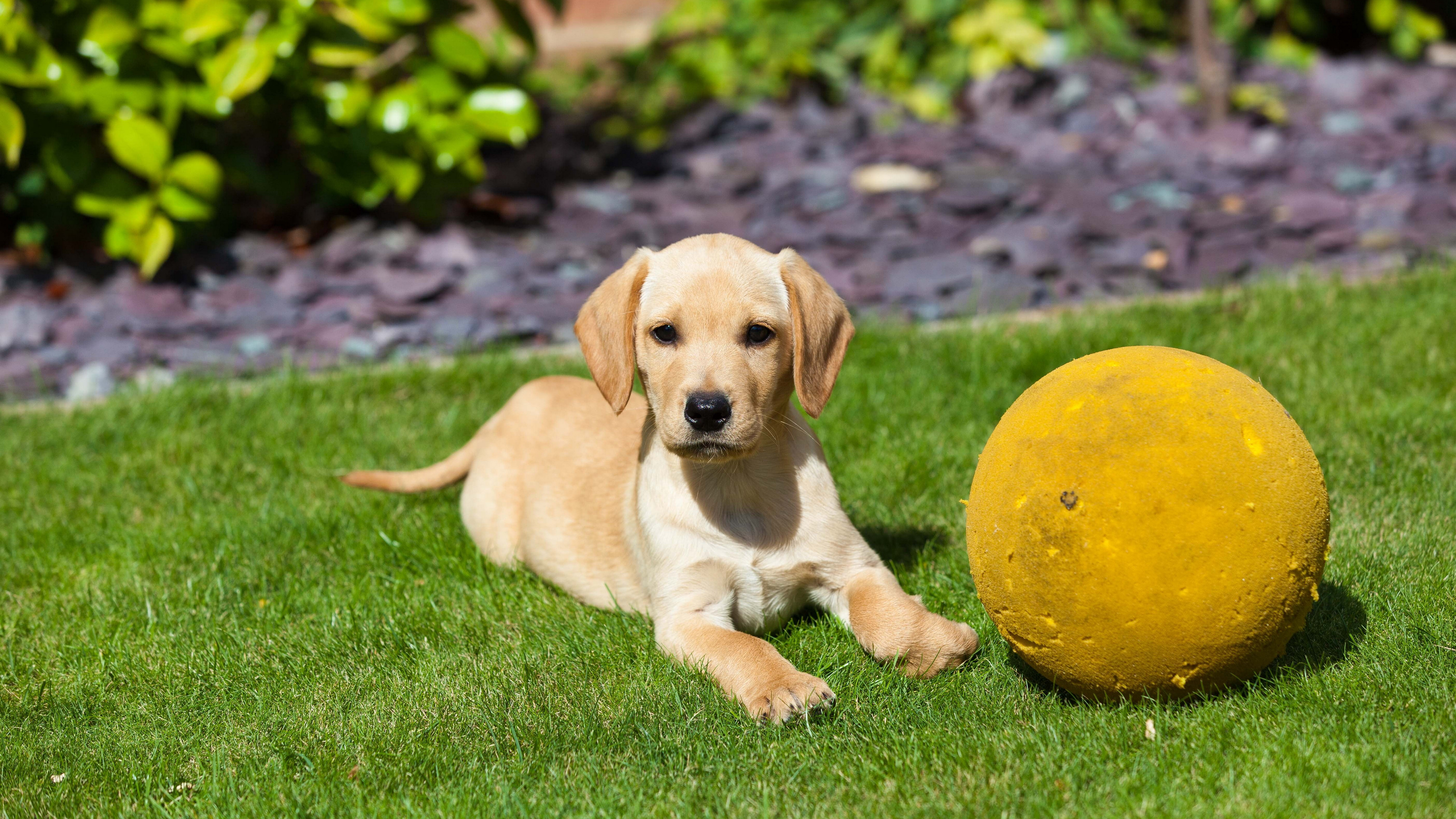 可爱的拉布拉多幼犬高清4k图片合集