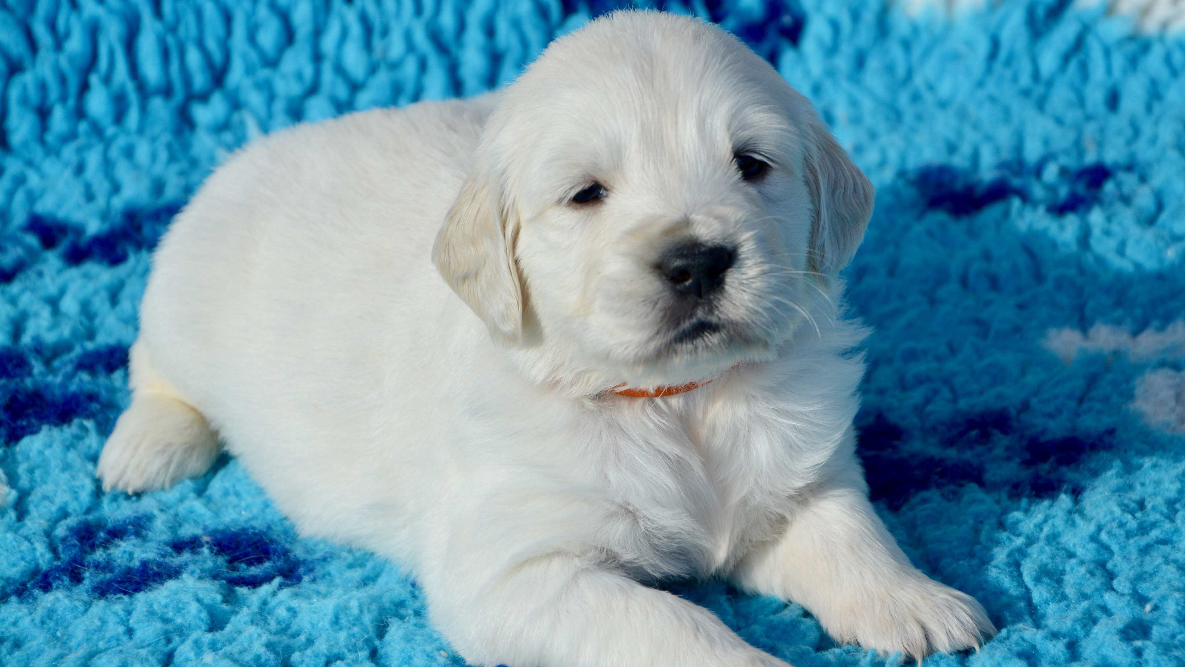 可爱的拉布拉多幼犬高清4k图片合集