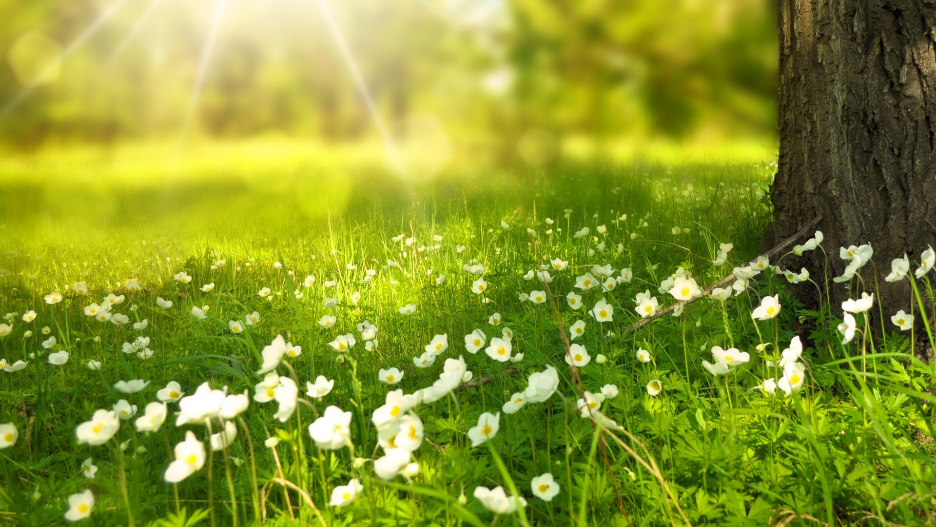 阳光穿过丛林的唯美风景高清2k1080p壁纸大全