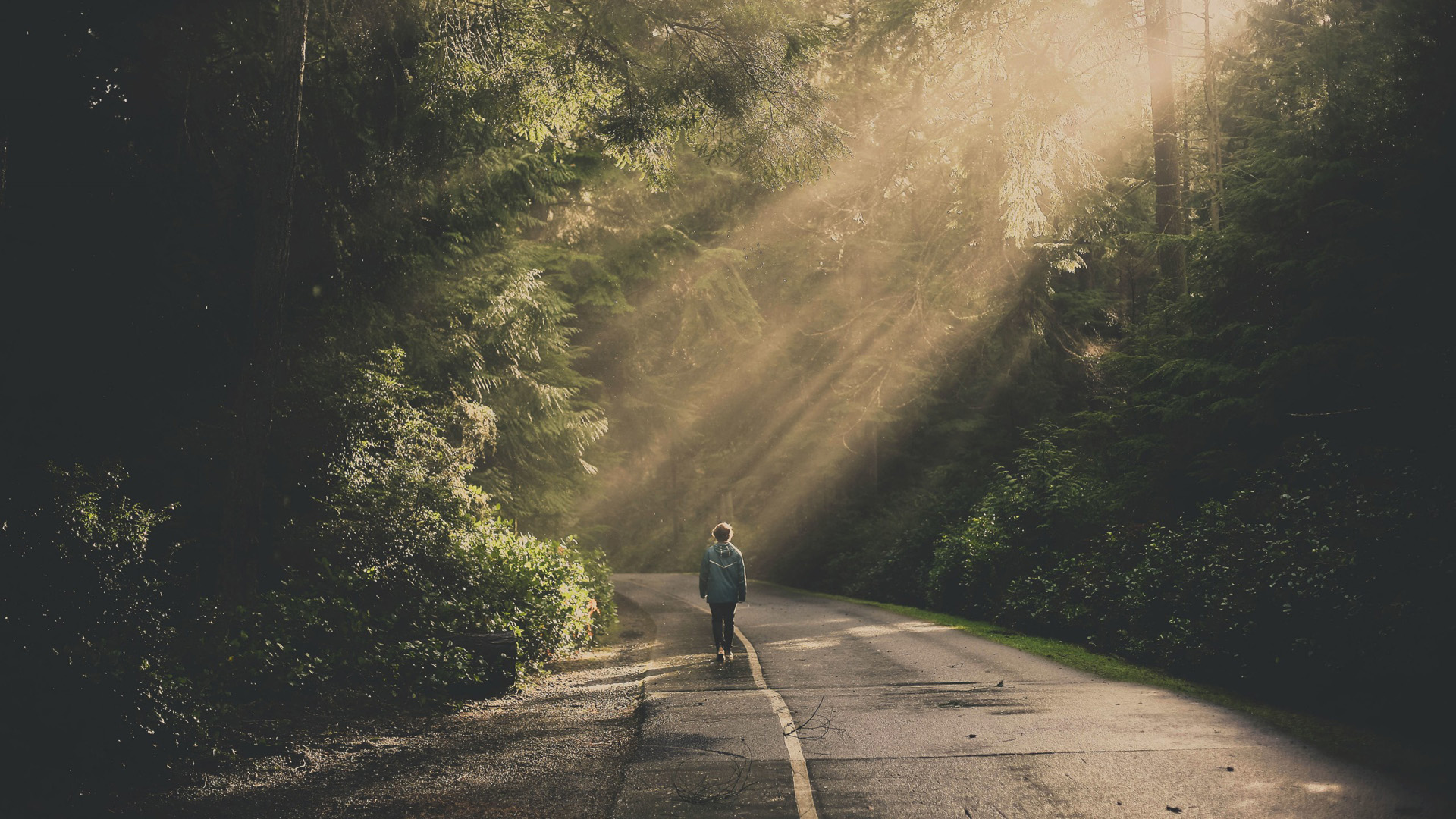 阳光穿过丛林的唯美风景高清2k1080p壁纸大全