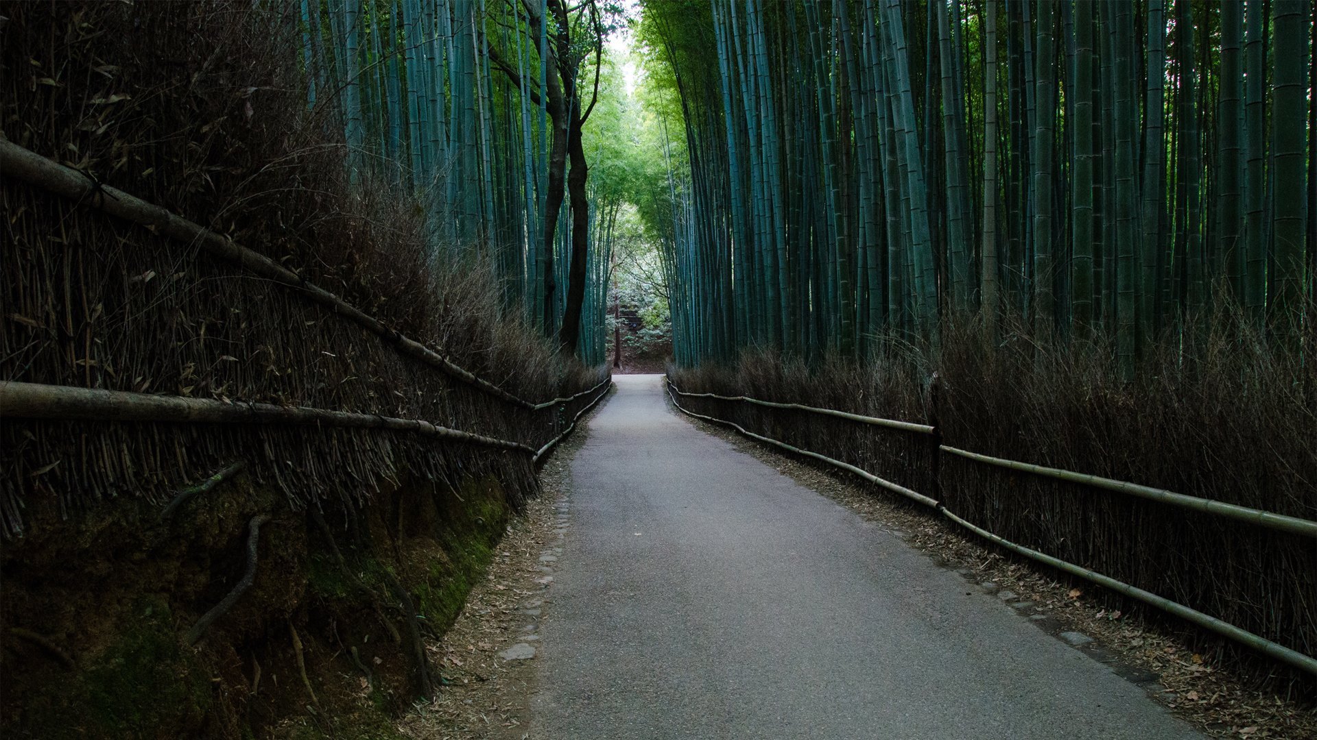 静谧的树林森林公路唯美意境风景桌面壁纸高清大图